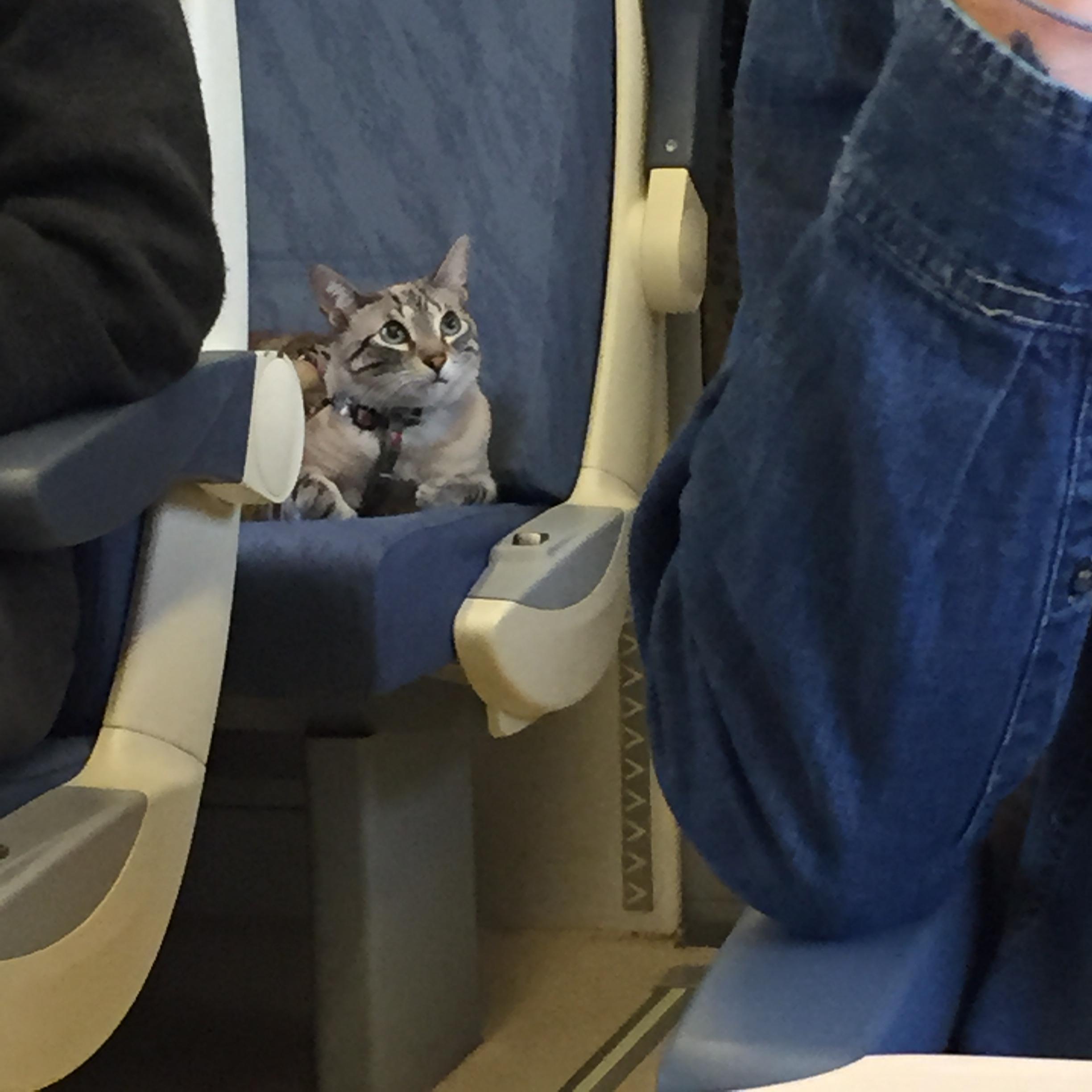 В самолет можно кот. Кот в самолете. Котенок в самолете. Котик в автобусе. Кошка в салоне самолета.